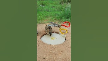 Creative Bird Trap - Quail Trap #easy bird trap #shorts
