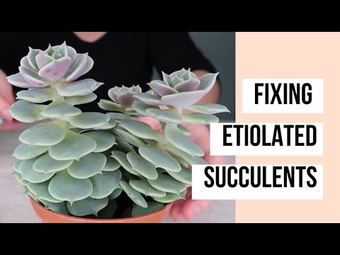 Video: Echeveria 'Lola'-plantenverzorging - Hoe een Lola-vetplant te laten groeien