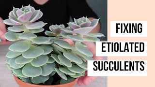 Propagating Stretched Out Succulents~ Echeveria Lola // Angels Grove Gardening