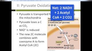 08 Cellular Respiration