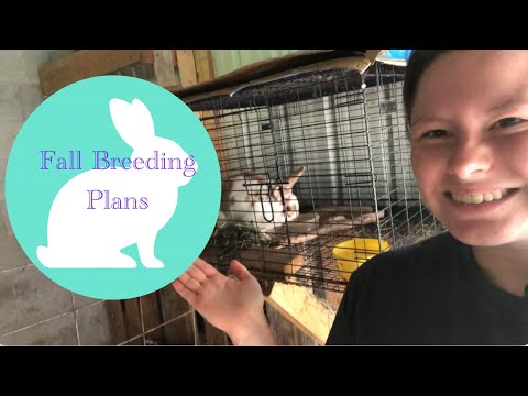 Fall Breeding Plans for the Rabbits! - YouTube