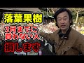 大人気の落葉果樹を買うポイント教えます!!!【園芸】【ガーデニング】【果樹】【柑橘類】【教えてカーメン君】