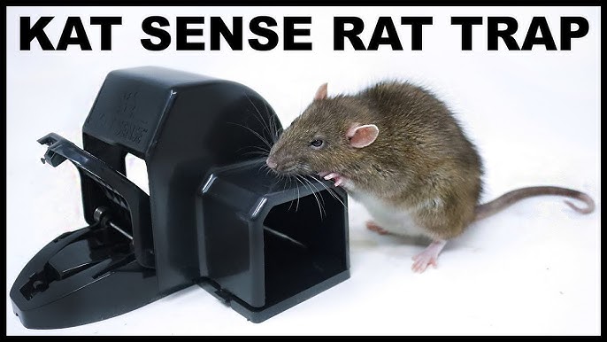 Catching Rats In The Barn With The All New KAT SENSE Double Rat