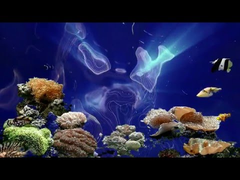 Jack Johnson - Only The Ocean 1080p