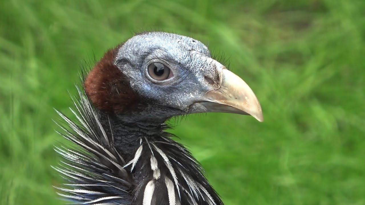 Aviornis regio Holland Najaarsexcursie 2025