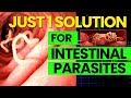Don&#39;t Ignore These Early Symptoms of Intestinal Worms - Just 1 Solution for For Intestinal Parasites