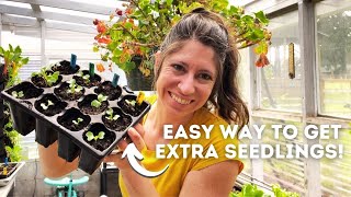 Can you plant THINNED SEEDLINGS? Yes! Here's how!