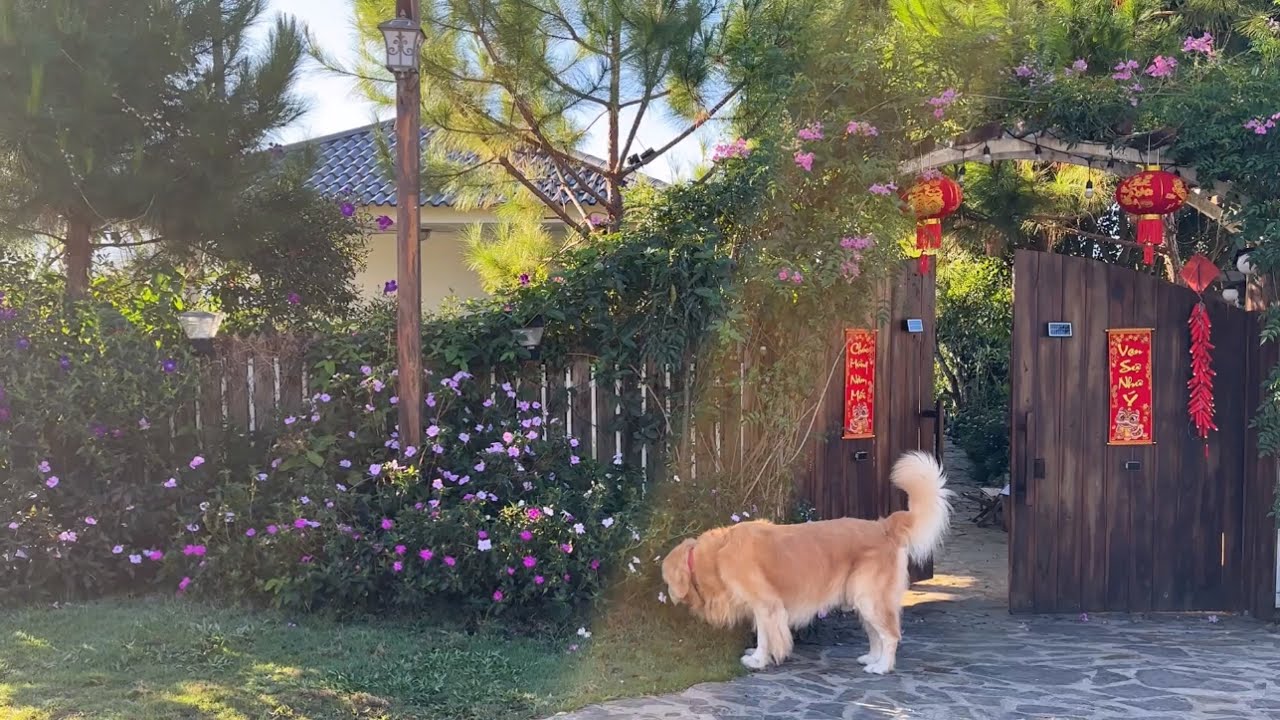 sáng 29 Tết ở nông thôn  | cuộc sống thanh bình ở quê 