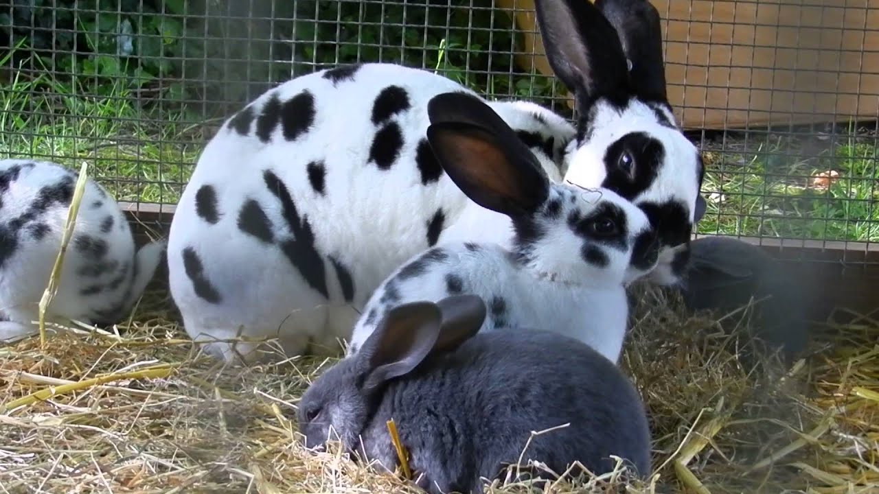 レッキス親子（ウサギ） - YouTube