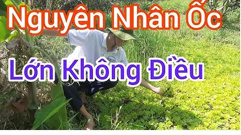 Nguyên Nhân Ốc Lớn Không Đồng Điều - Trại Ốc Bươu Giống Mê Kông