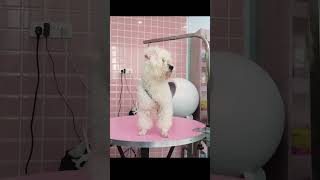 2024 Chó Phốc Sóc Mini 😍 Funny and Cute Pomeranian 😺🐶 | cute animals41.13