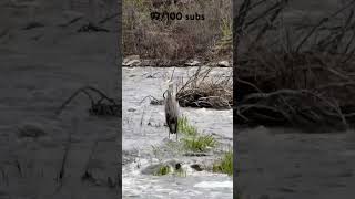 Do you know the name of this bird?#bird