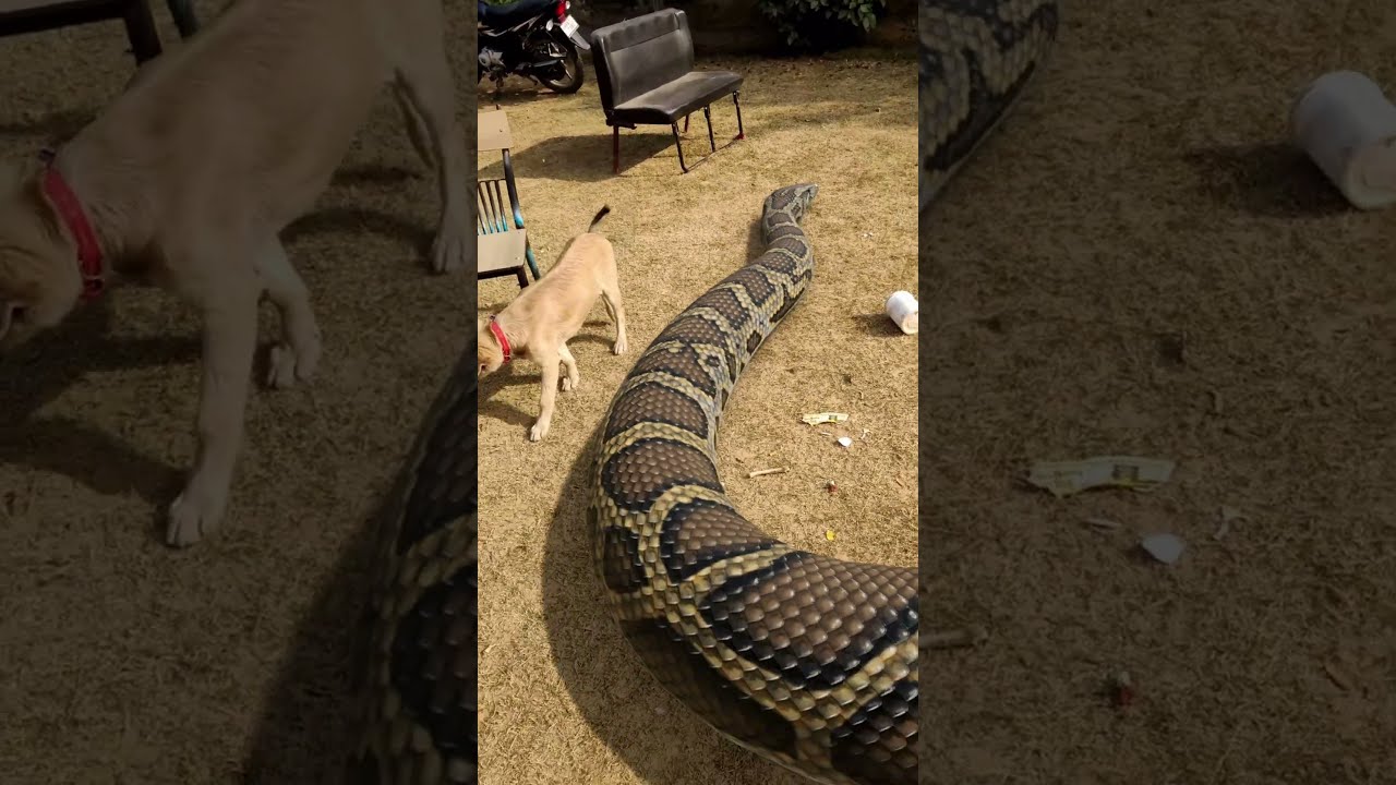 Giant Snake Playing With Dog In Park Shorts