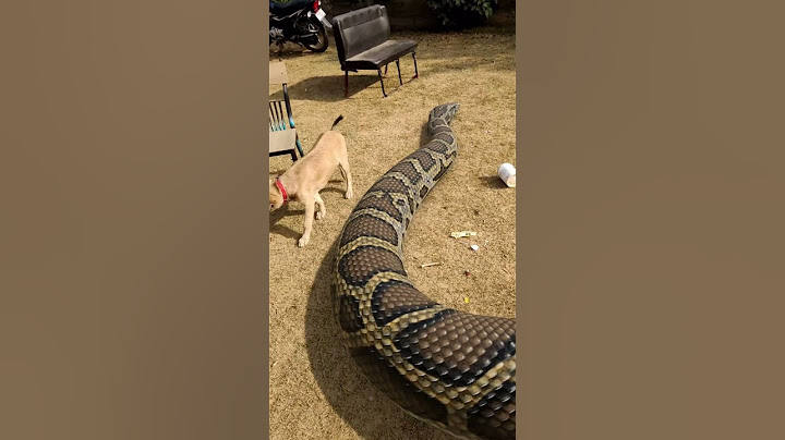 Giant snake playing with Dog in Park #snake #shorts