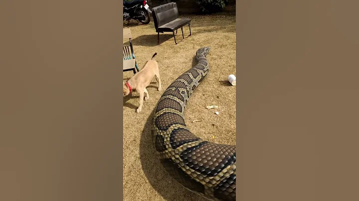 Giant snake playing with Dog in Park #snake #shorts - DayDayNews