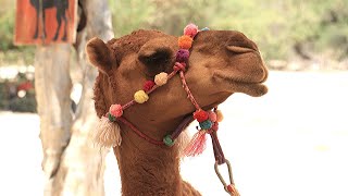 Camel Quest - Wild Canyon Adventures