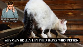 Mind-Blowing Revelation | Why Cats REALLY Lift Their Backs When Petted! by Cats Globe 1,296 views 1 month ago 2 minutes, 27 seconds