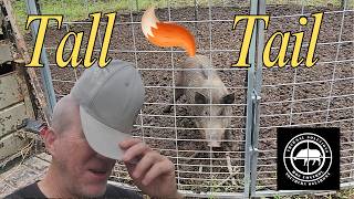This Pig had a Problem  1018