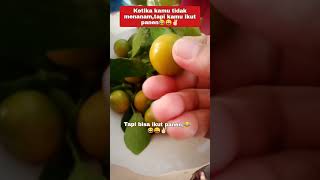 guyonsantai food candatawa buahjeruk 