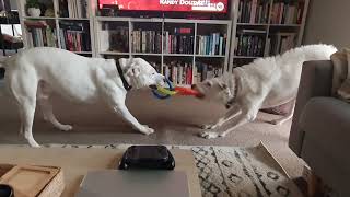 The Great Dog Tug Of War!! Who wins?
