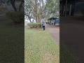 9233. Pee on cue on lead distractions Nala dog sniffs wildlife Esplanade park 15 June 2026 MM