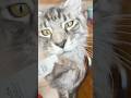 Manicure matters🤌🏼😸 cat makes it’s own #cat#beauty#manicure#tutorial#cute#pets#funnycats y