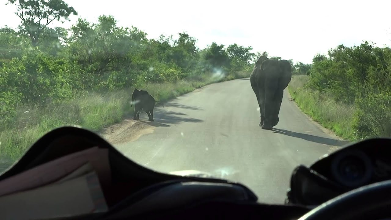 baby elephant brave and cute
