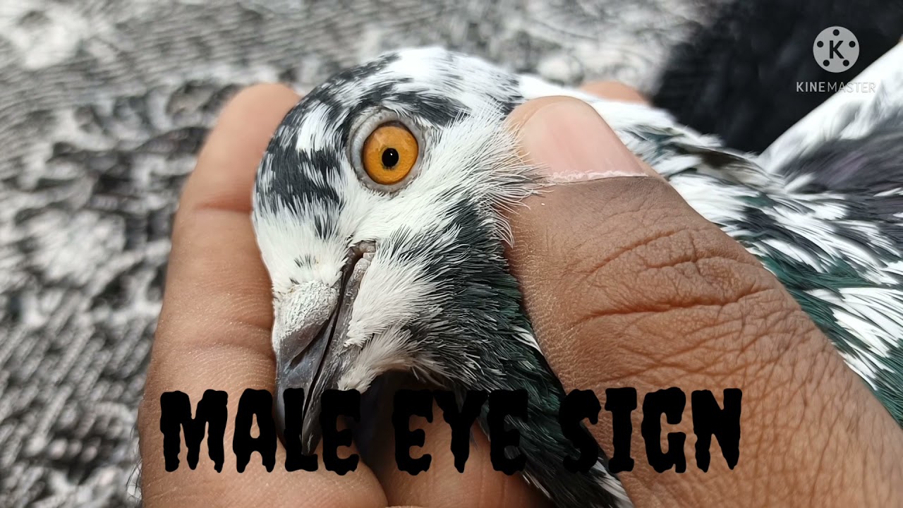 Old Legendary Shokdar Of Mysore Church Shafi Cheeni Pilanka Breed 🕊️🕊️🕊️🕊️