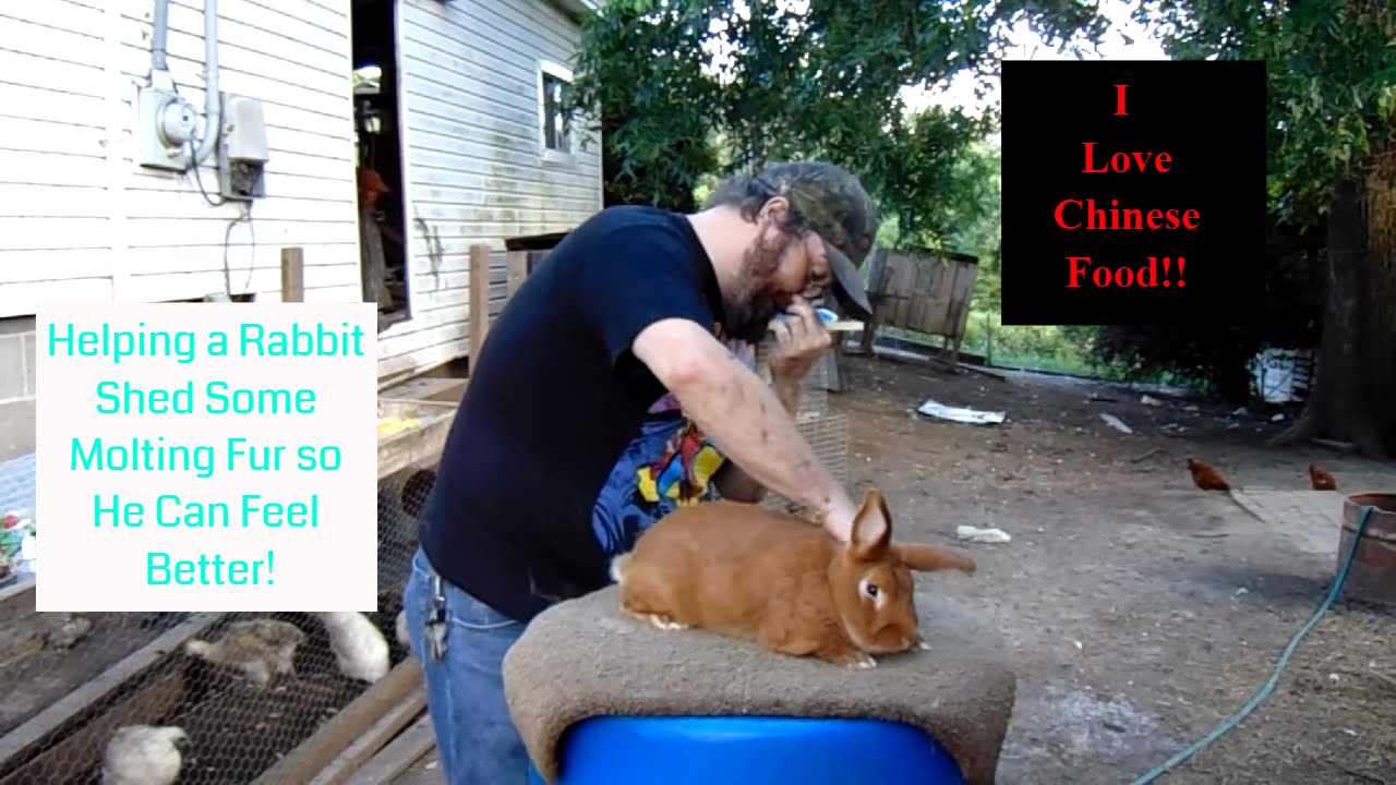 Showing Rabbits - Grooming a Molting Rabbit and Being Silly With Junior