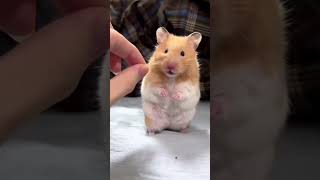 #hamster kombat