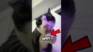 Must Watch! Inside Of Cat's Saliva🤯
