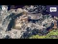 Platypus Conservation - Behind the News