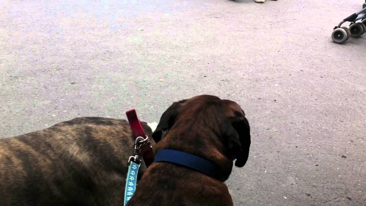 Dogs at The Knoebels Amusement Resort Elysburg, Pennsylvania YouTube