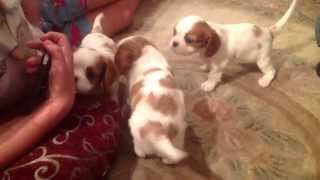 Puppies suckling milk from mommy - CKCS by Rey 4,140 views 11 years ago 2 minutes, 30 seconds