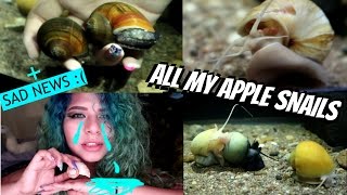 ALL MY APPLE SNAILS UPDATE! (6 months later)