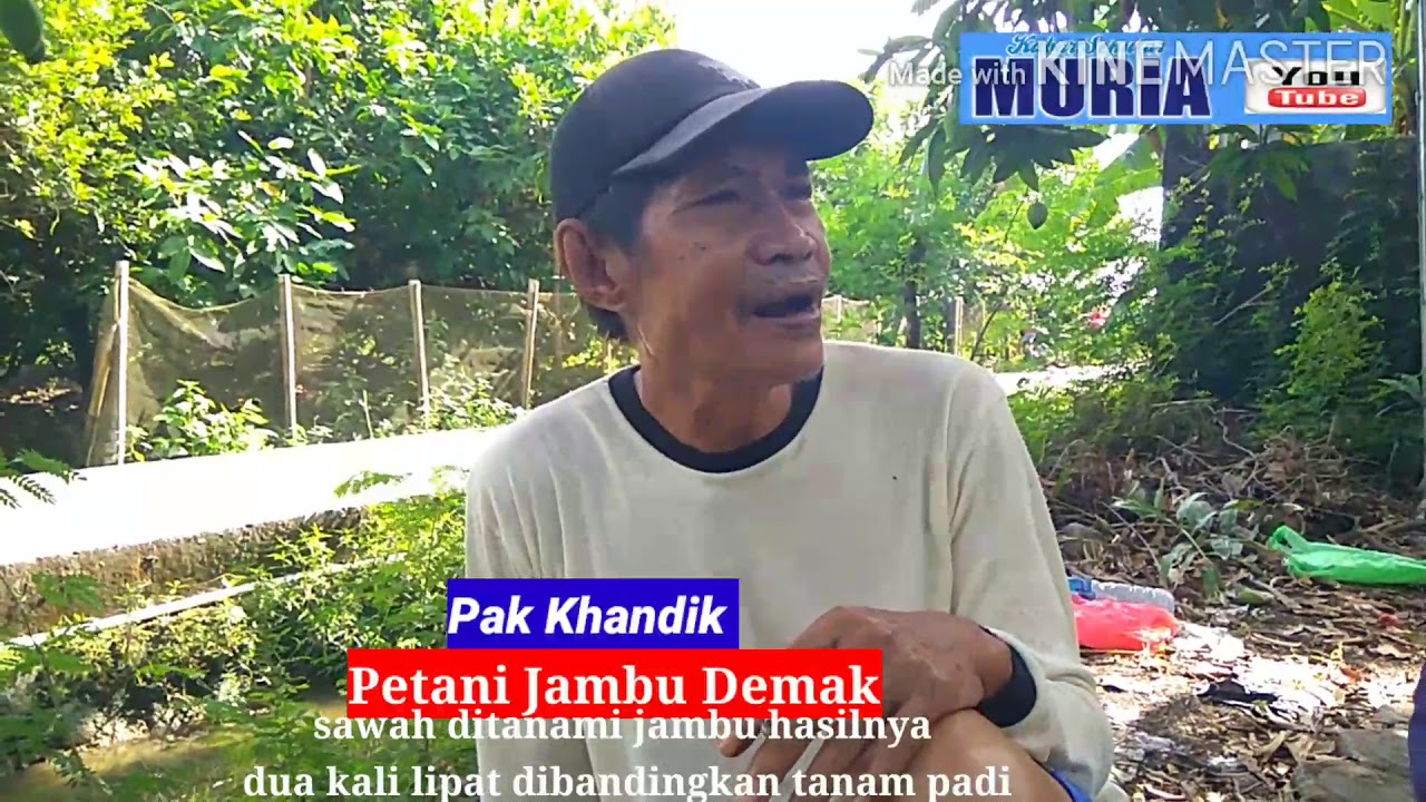 MELIHAT KEBUN JAMBU CITRA DAN DELIMA DI DESA  JUNGPASIR DEMAK