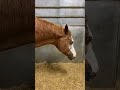 Update on Barbie this morning! #barnlife #update #barnlifeisthebestlife