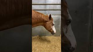 Update on Barbie this morning! #barnlife #update #barnlifeisthebestlife