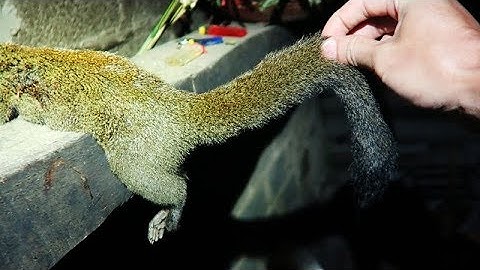 THỊT SÓC RỪNG | Món Đặc Biệt