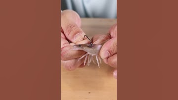 Where To Rig Live Shrimp If You