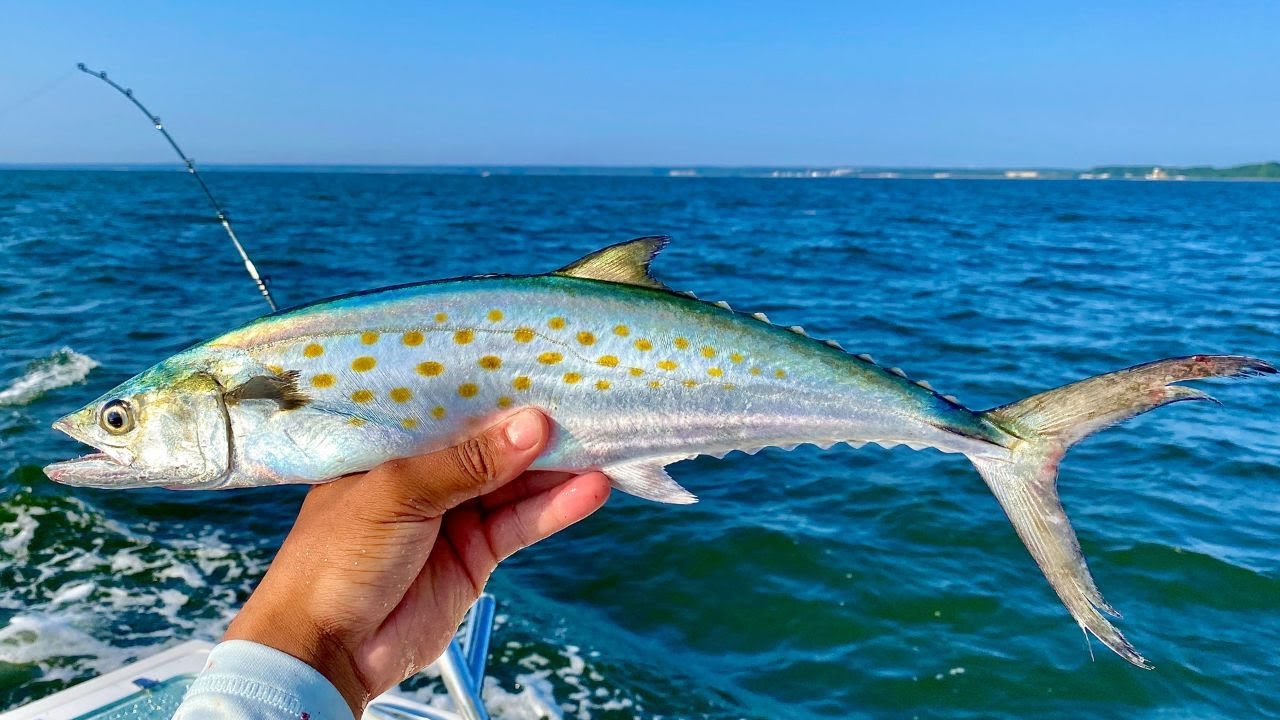 Fishing for BLUES and Spanish MACKEREL on the Chesapeake Bay! [Catch