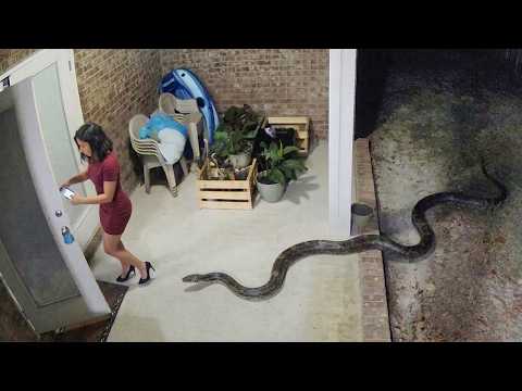 Cursed Nature, You Scare Me | Rare and Terrifying Animal Encounters