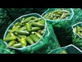 cosecha chile jalapeño fresco de exportacion