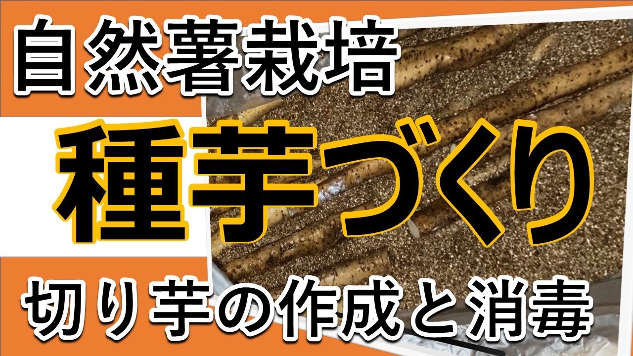 自然薯栽培】種芋（切り芋）の消毒 - YouTube