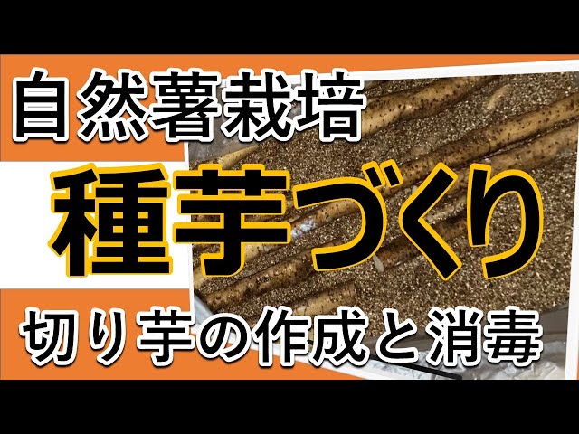 自然薯栽培】種芋（切り芋）の消毒 - YouTube