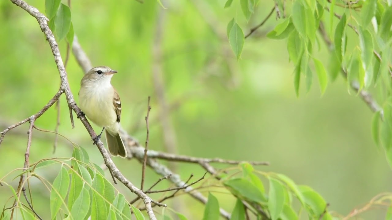 Piojito Pardo (Phaeomyias murina)
