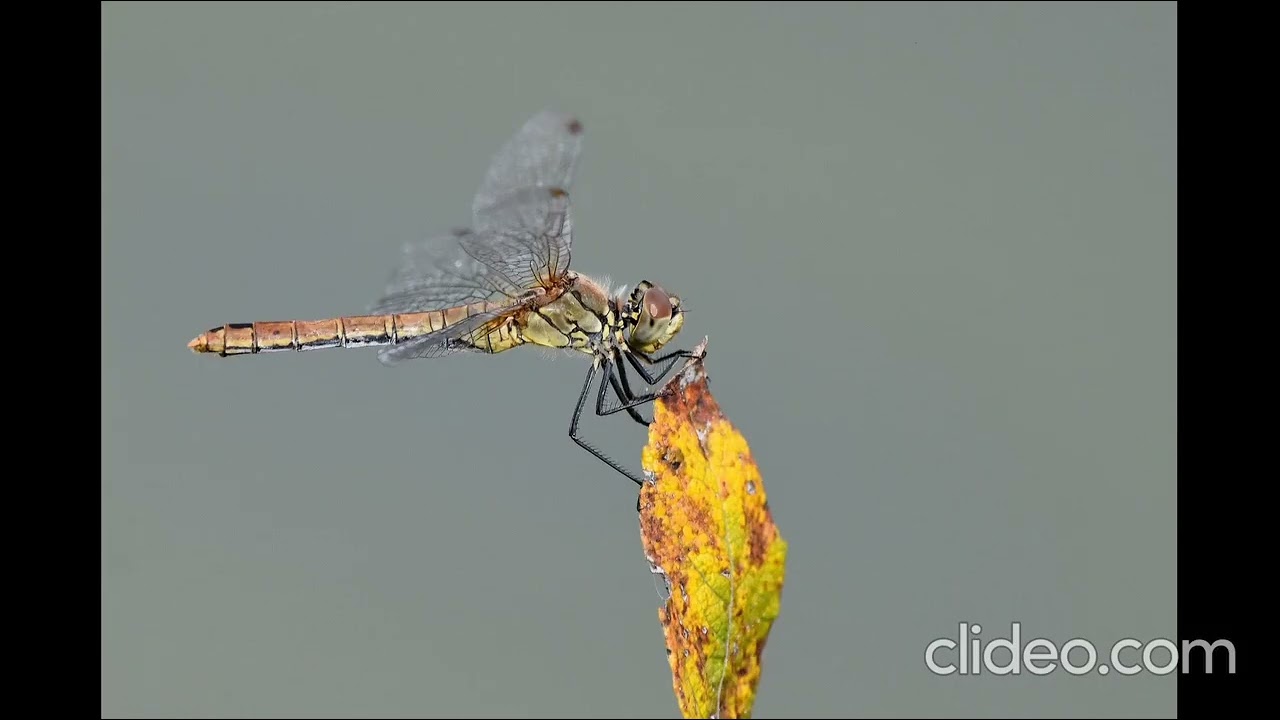 Libellules, agrions, odonates...