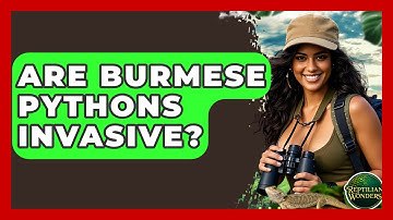 Are Burmese Pythons Invasive? - Reptilian Wonders