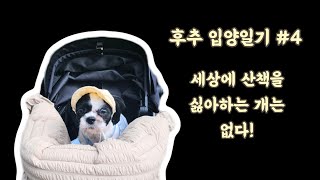 [후추 입양일기 4] 세상에 산책을 싫어하는 개는 없다 | 산책하나로 감동주는 강아지