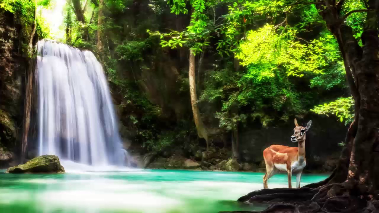 Deep Relaxation|Calming Soothing Music for Placebo Effect Sound Therapy calming music classical